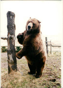 Brown Bears. - Vintage Photograph