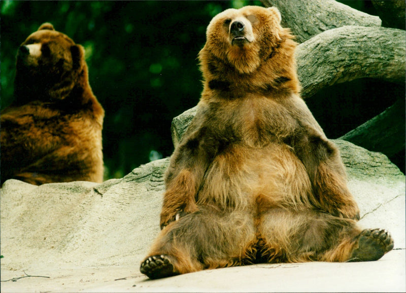 Brown Bears. - Vintage Photograph