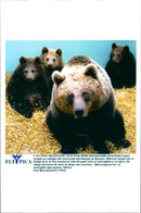 Malay Bears on Skansen - Vintage Photograph