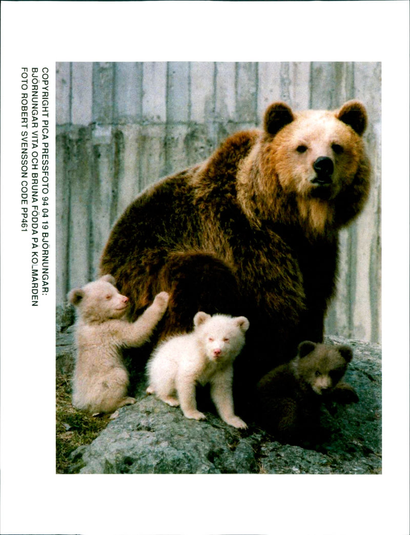 Malay Bear and its cub - Vintage Photograph