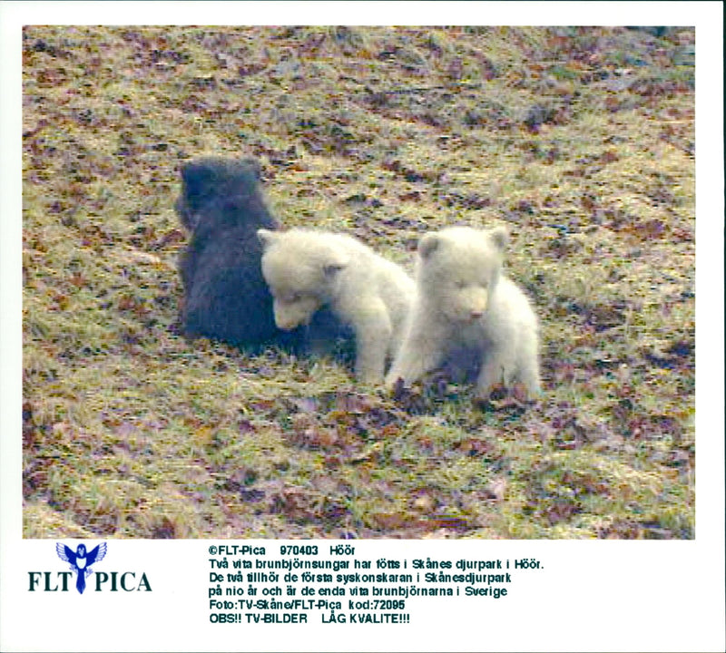 Malay Bears cub - Vintage Photograph