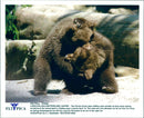 Two Syrian brown bear sibling cubs wrestle - Vintage Photograph
