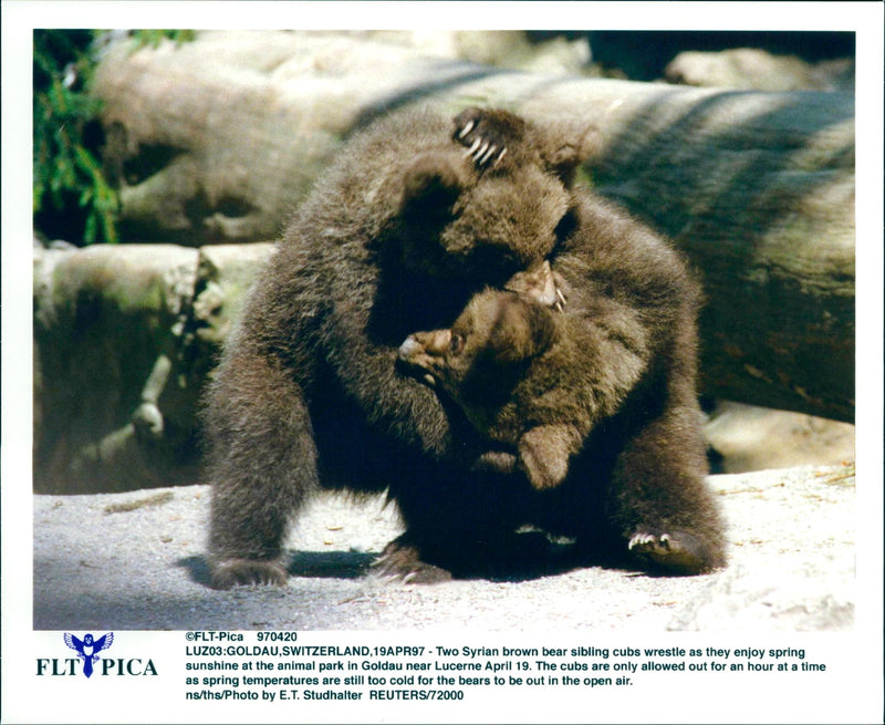 Two Syrian brown bear sibling cubs wrestle - Vintage Photograph