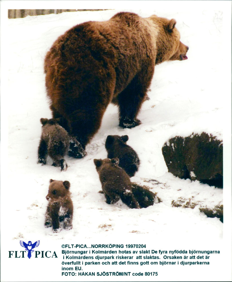 Malay Bear and Cubs in danger - Vintage Photograph