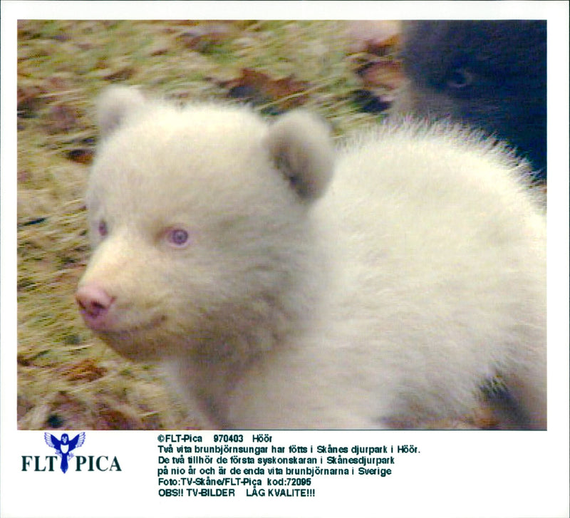 Malay Bears in Skansen - Vintage Photograph