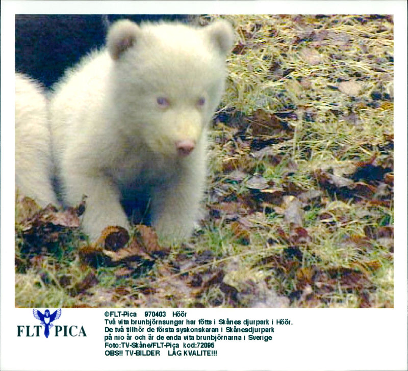 Malay Bears in Skansen - Vintage Photograph