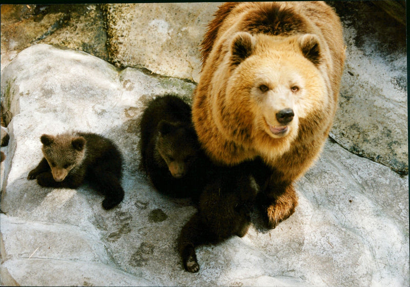 Malay Bear named Ikapp - Vintage Photograph