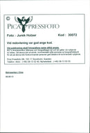 Malay Bears feed by caretaker. - Vintage Photograph