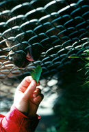 Malay Bears feed by caretaker. - Vintage Photograph