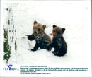 Malay Bears in danger - Vintage Photograph