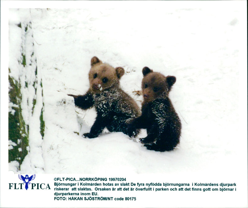 Malay Bears in danger - Vintage Photograph