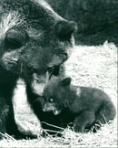 Malay Bears - Vintage Photograph
