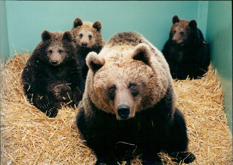 Malay Bears - Vintage Photograph