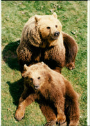 Brown Bears facing an unhappy  ending. - Vintage Photograph