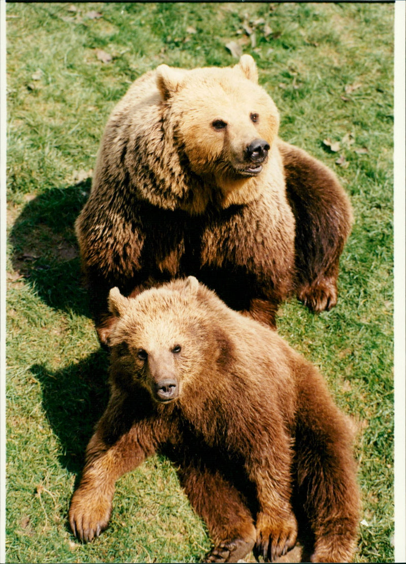 Brown Bears facing unhappy ending - Vintage Photograph