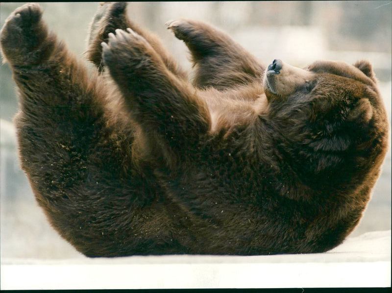 Malay Bears - Vintage Photograph