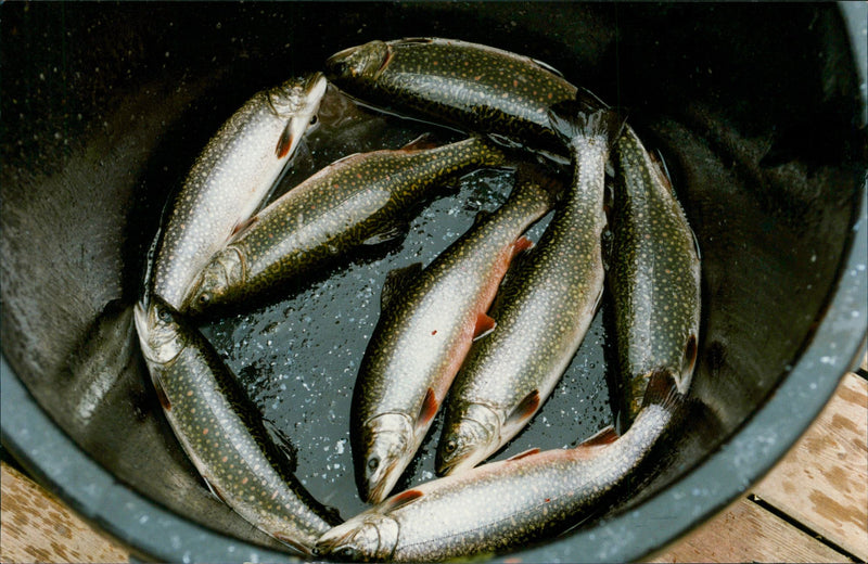 Fish Salmon - Vintage Photograph