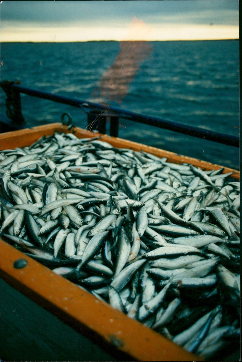 Real Animal Fish - Vintage Photograph