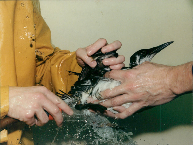 Birds washed. - Vintage Photograph