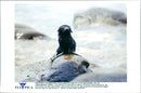 A lone sea wolf, covered with oil due to an oil spill. - Vintage Photograph