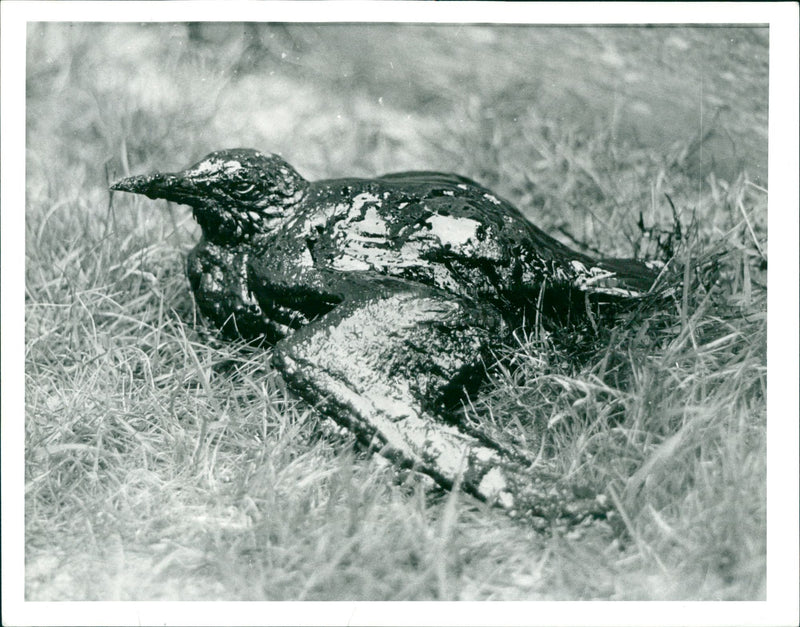 REAL: ENERGY 01years: - 1980 Disasters - Vintage Photograph
