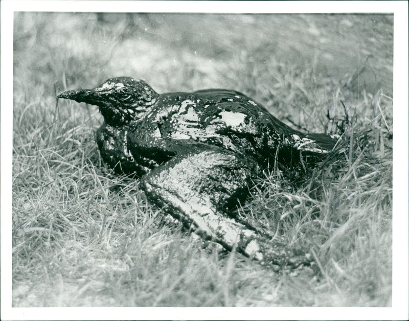 Oil disaster. - Vintage Photograph