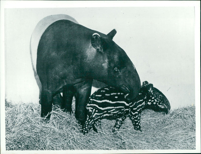 Real Animal Loss - Vintage Photograph