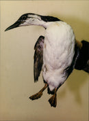 SWEDEN ANIMALS IMAGE HALLIN DELIVERY OKADADE ACTS CODE FOLLOWING AND - Vintage Photograph