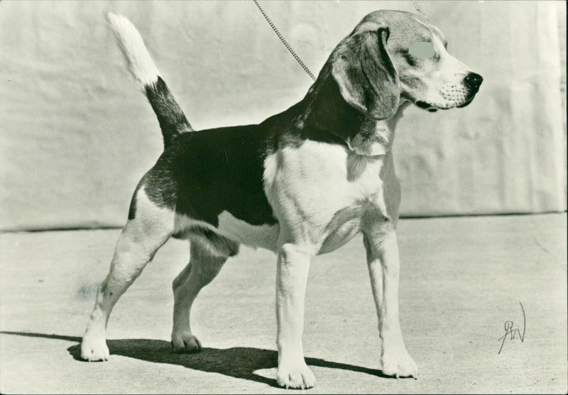 Real Animal Dogs Beagle - Vintage Photograph