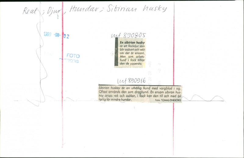 Dogs: Siberian Husky - Vintage Photograph