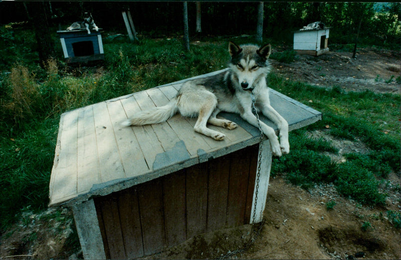 Dogs: Siberian Husky - Vintage Photograph