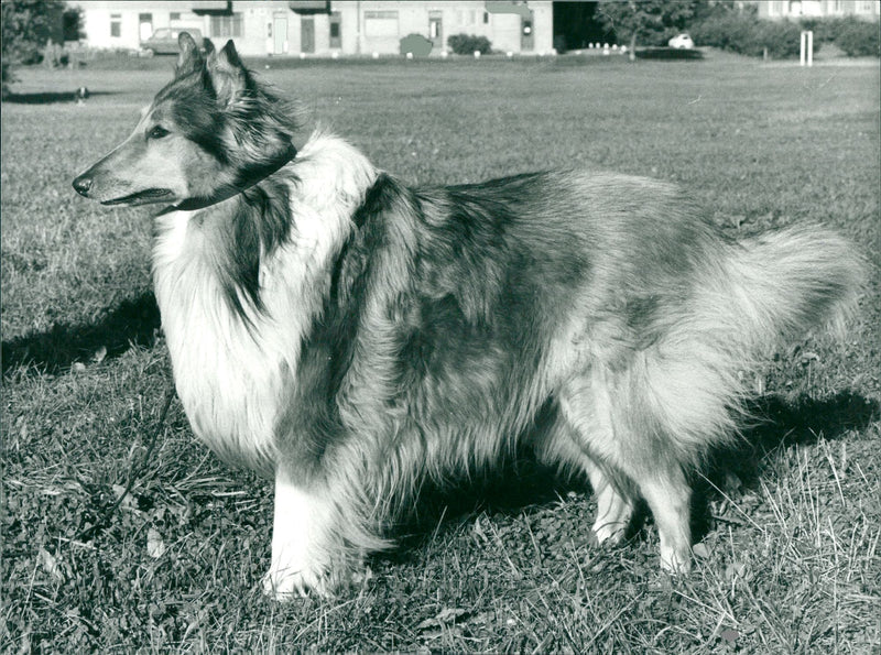 Real Animal Dogs Shetland sheepdog - Vintage Photograph