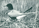 Real Animals Birds black tern - Vintage Photograph