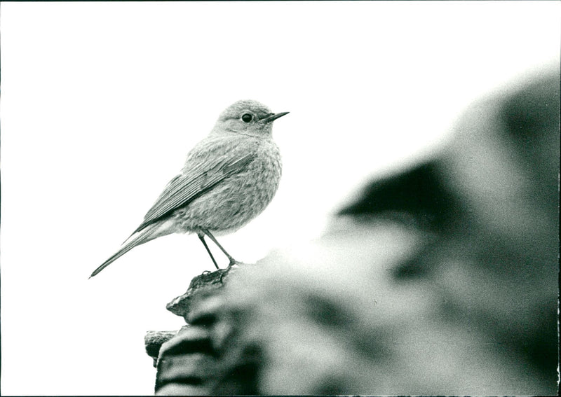 Real Animal Birds - Vintage Photograph