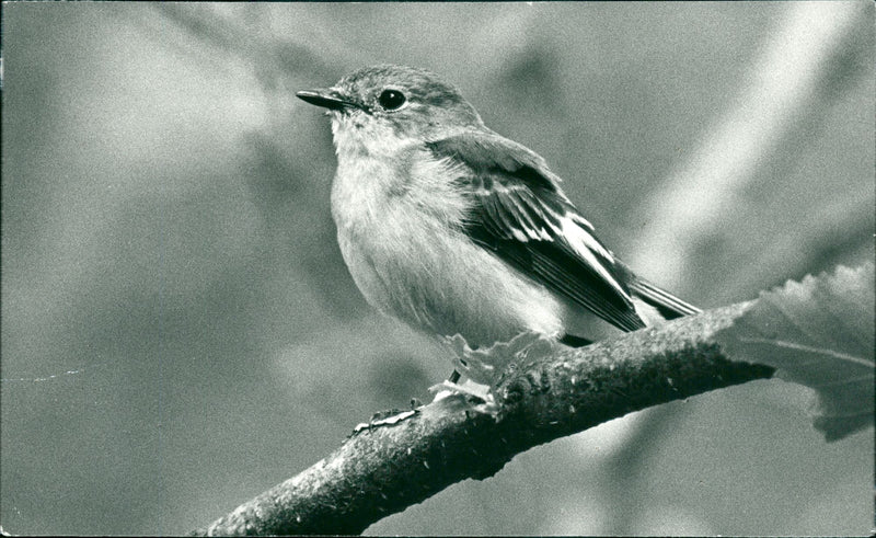 Real Animal Birds Black and White Flycatcher - Vintage Photograph