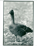 Real Animals Birds Sadgas - Vintage Photograph