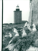 Real Animals Birds Tretaig mas - Vintage Photograph