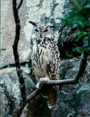 Real Animals Birds Berguv - Vintage Photograph