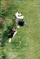 SWEDEN PICA IMAGEFEATURED DESK ANIMALS PRESS PETER - Vintage Photograph