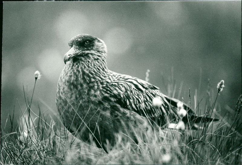 Real Animal Birds Big Lab - Vintage Photograph