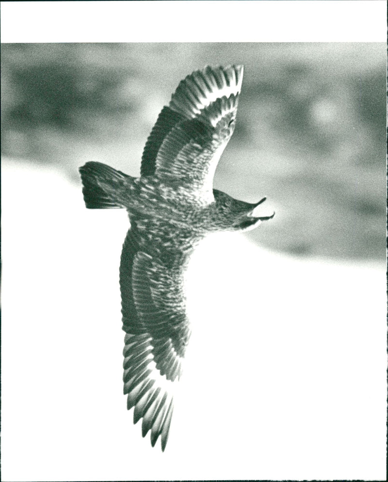 Real Animal Birds Big Lab - Vintage Photograph