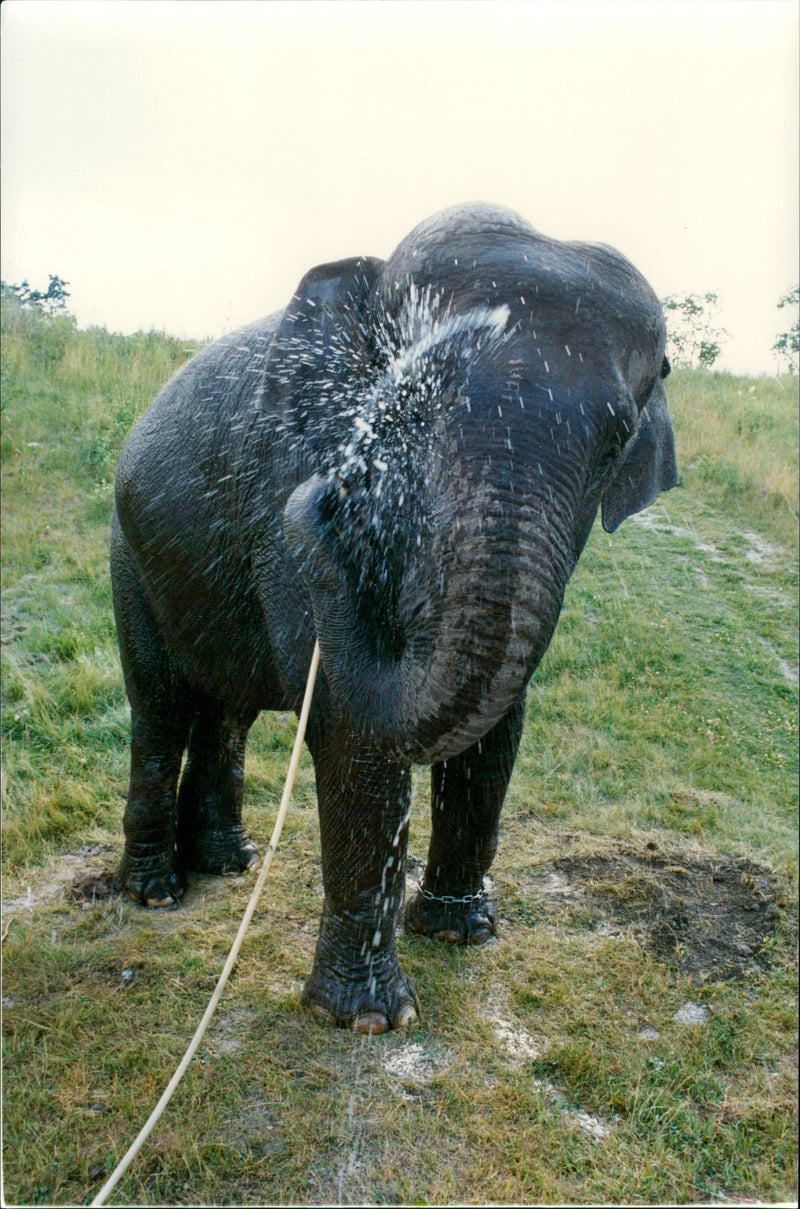 Elephants Indian - Vintage Photograph