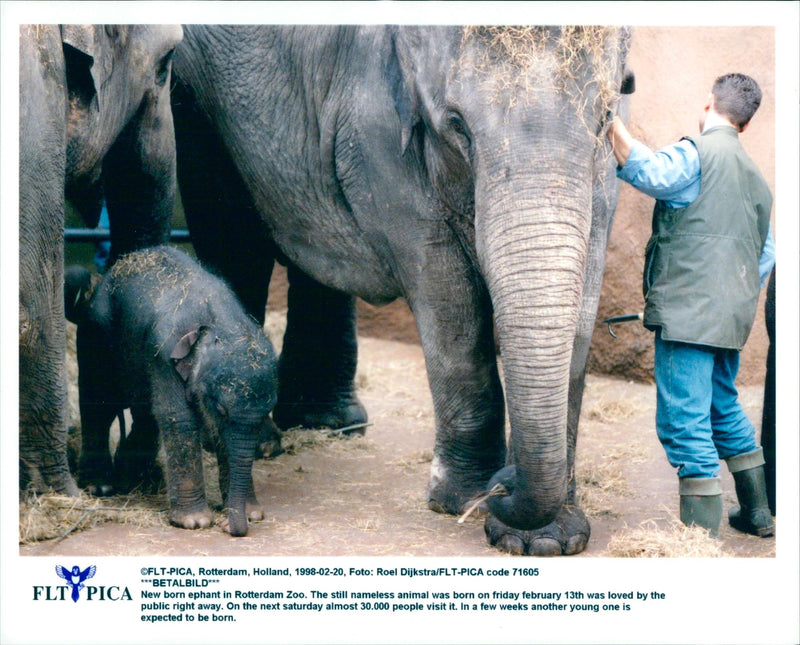 Elephants Indian - Vintage Photograph