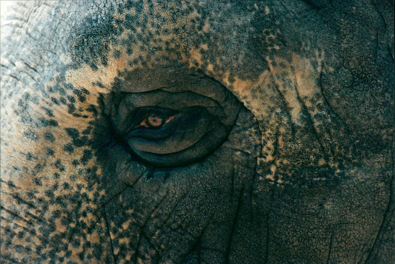 Elephants Indian - Vintage Photograph