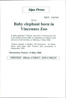 Elephants Indian - Vintage Photograph