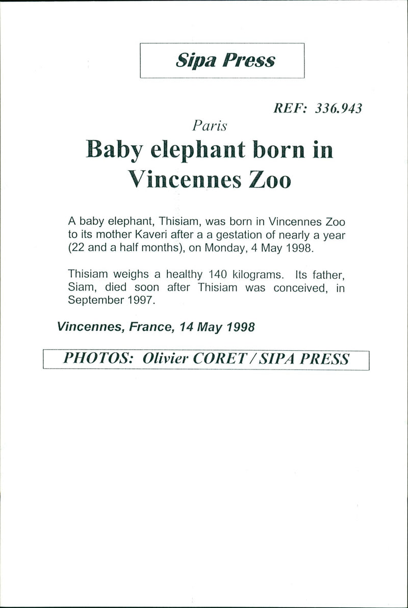 Elephants Indian - Vintage Photograph