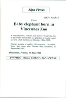 Elephants Indian - Vintage Photograph