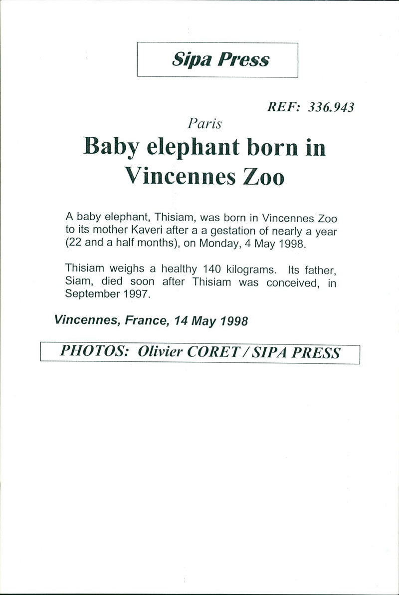 Elephants Indian - Vintage Photograph