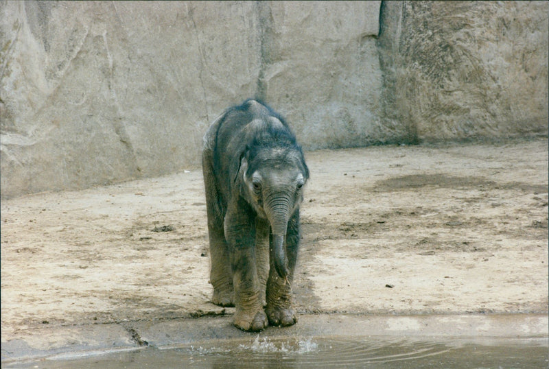 Elephants Indian - Vintage Photograph