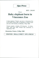 Elephants Indian - Vintage Photograph